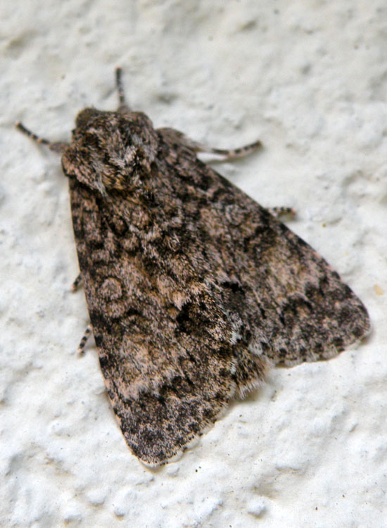 Subacronicta megacephala ([Denis & Schiffermller], 1775)